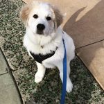 Six-bald-pups-were-found-in-a-forest-Care-and-love-have-done-real-beauties-5cb80fefb8192