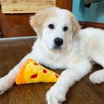 Six-bald-pups-were-found-in-a-forest-Care-and-love-have-done-real-beauties-5cb81202a4c11