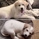 Six-bald-pups-were-found-in-a-forest-Care-and-love-have-done-real-beauties-5cb989682fb8d