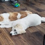 Six-bald-pups-were-found-in-a-forest-Care-and-love-have-done-real-beauties-5cb989eab895b