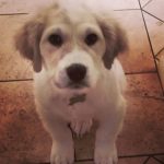 Six-bald-pups-were-found-in-a-forest-Care-and-love-have-done-real-beauties-5cb993cfe2b59