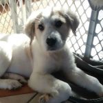 Six-bald-pups-were-found-in-a-forest-Care-and-love-have-done-real-beauties-5cb993d2665e2