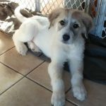 Six-bald-pups-were-found-in-a-forest-Care-and-love-have-done-real-beauties-5cb993d4ae32d