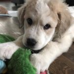 Six-bald-pups-were-found-in-a-forest-Care-and-love-have-done-real-beauties-5cb994e3c6786