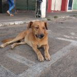 cachorro-1