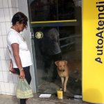 cachorro-2