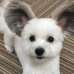 cachorro-fofo