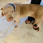 rescue-dog-5ca1f326d62a1__700