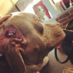 rescue-dog-5ca1f42db12f9__700