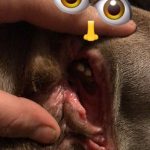 rescue-dog-5ca1f4bed9844__700