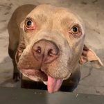 rescue-dog-5ca1f54b9a8ef__700