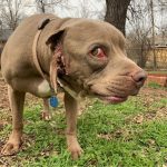 rescue-dog-5ca1f80062725__700