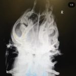 rescue-dog-5ca1f86c981b1__700