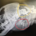 rescue-dog-5ca1f86e839b3__700