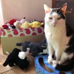 tmg-article_tall (6)