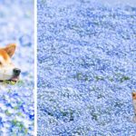 Esse Shiba Inu é a flor mais fofa do Japão e suas fotos estão fazendo pessoas felizes no mundo inteiro-capa