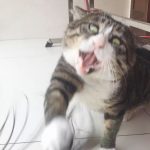 cat2