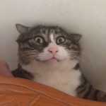 cat3