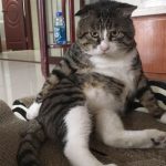 cat4