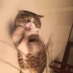cat45