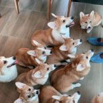 corgi-in-the-garden-dog-cafe-10-5cd01de45e994