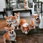 corgi-in-the-garden-dog-cafe-15-5cd01df3eca3e