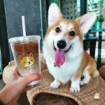 corgi-in-the-garden-dog-cafe-2-5cd01dceed55c