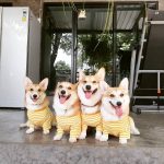 corgi-in-the-garden-dog-cafe-20-5cd01e0348e8c