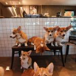 corgi-in-the-garden-dog-cafe-23-5cd01e0c0ee97