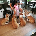 corgi-in-the-garden-dog-cafe-25