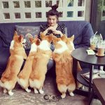 corgi-in-the-garden-dog-cafe-26