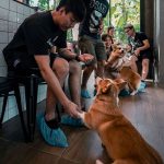 corgi-in-the-garden-dog-cafe-28