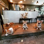 corgi-in-the-garden-dog-cafe-29