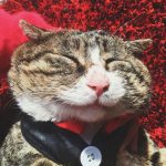 funny-chonky-fat-cat-dumb-look-ah-fei-5ccfda6e0a937