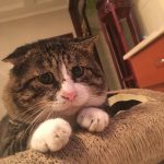 funny-chonky-fat-cat-dumb-look-ah-fei-5ccfdd4dc2498