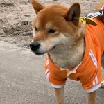 hiroki99837-1108572339518603264-20190321_053336-img1-5c9ca67eb070f__700
