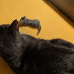 miniature-cats-fur-2-5cc6f4bdc51ed