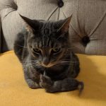 miniature-cats-fur-3-5cc6f4c047483