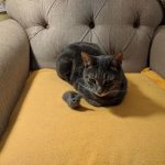 miniature-cats-fur-4-5cc6f4c2b381a