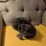 miniature-cats-fur-5-5cc6f4c540e21