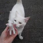 miniature-cats-fur-5cc6face7dc42