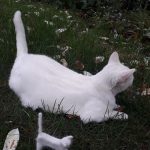 miniature-cats-fur-5cc6fad2bec16