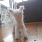miniature-cats-fur-5cc6fad7b646b