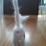 miniature-cats-fur-5cc6fadabb8b8