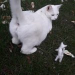 miniature-cats-fur-5cc6fadecea20