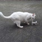 miniature-cats-fur-5cc6fae6d2181