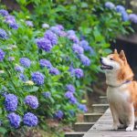 shiba-inu-dog-flower-fields-photography-masayo-ishizuki-japan-10-5cdbf355ed6f0__700