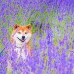 shiba-inu-dog-flower-fields-photography-masayo-ishizuki-japan-13-5cdbf35d1b6ad__700