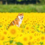 shiba-inu-dog-flower-fields-photography-masayo-ishizuki-japan-15-5cdbf3618f37f__700