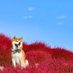 shiba-inu-dog-flower-fields-photography-masayo-ishizuki-japan-17-5cdbf3669c7c5__700